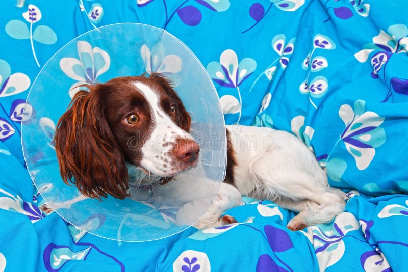 Hund som slitage en kotte arkivfoto Hund som slitage en kotte arkivfoto