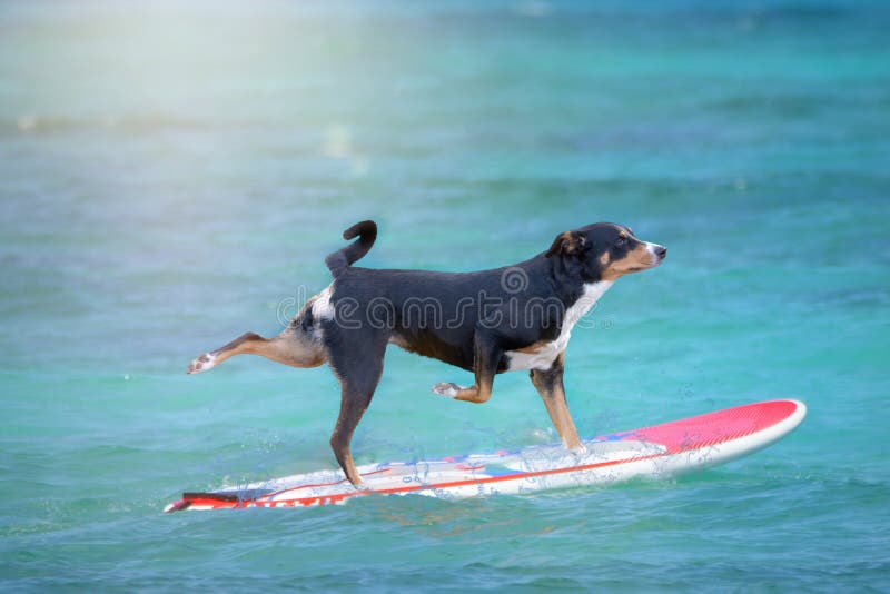 Hund som surfar på en surfingbräda på havkusten, Appenzeller berghund arkivbilder Hund som surfar på en surfingbräda på havkusten, Appenzeller berghund arkivbilder