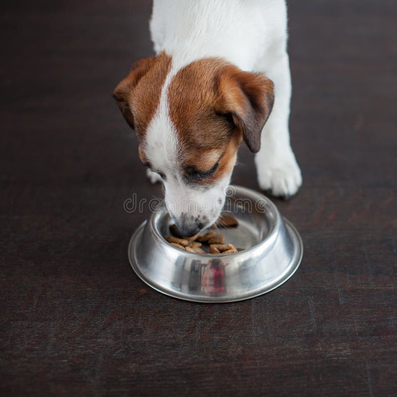 Dog eating food from bowl. Puppy jackrussell terier with dogs food. Dog eating food from bowl. Puppy jackrussell terier with dogs food