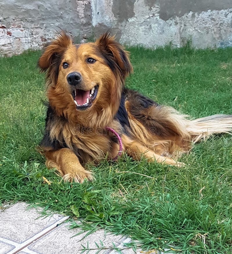 Hund som tycker om trädgården Hundlycka royaltyfria foton Hund som tycker om trädgården Hundlycka royaltyfria foton