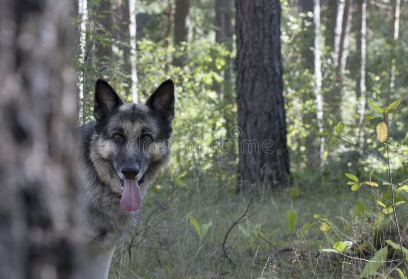Big shepherd dog peeks out behind a tree during a hide and seek game, outdoor horizontal shot. Big shepherd dog peeks out behind a tree during a hide and seek game, outdoor horizontal shot
