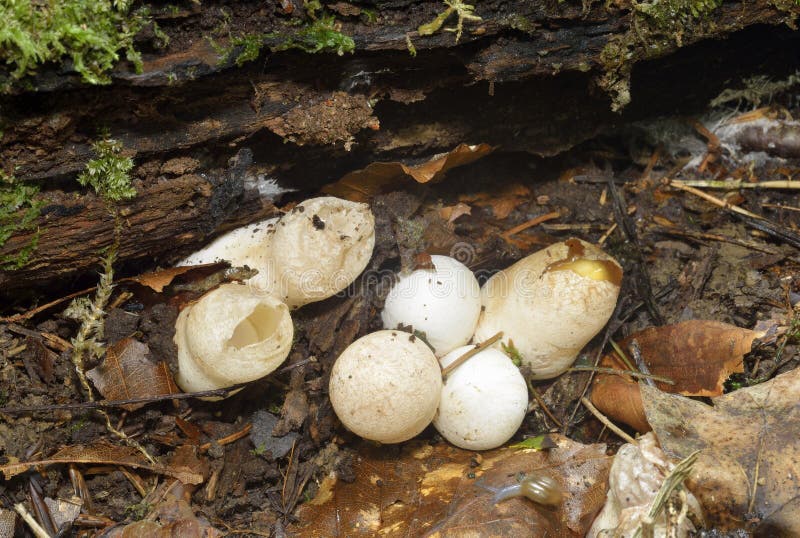 HundStinkhornPilz stockbild. Bild von stinkhorn, hund 100294683