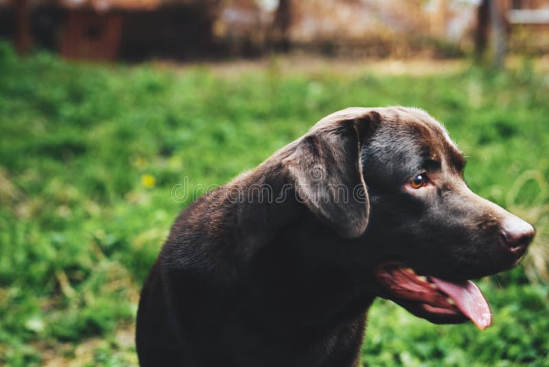 Hund, Tiere, Haustiere, Labrador im Hinterhof lizenzfreie stockfotografie Hund, Tiere, Haustiere, Labrador im Hinterhof lizenzfreie stockfotografie