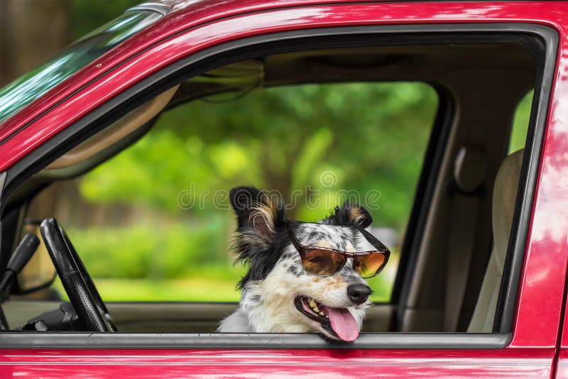 Hund in tragender Sonnenbrille des Autos stockbilder Hund in tragender Sonnenbrille des Autos stockbilder