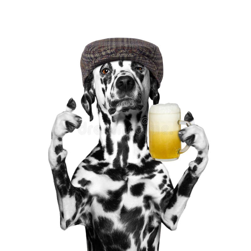 Hund trinkt Bier stockbild. Bild von nahrung, fall, trinken 70284977