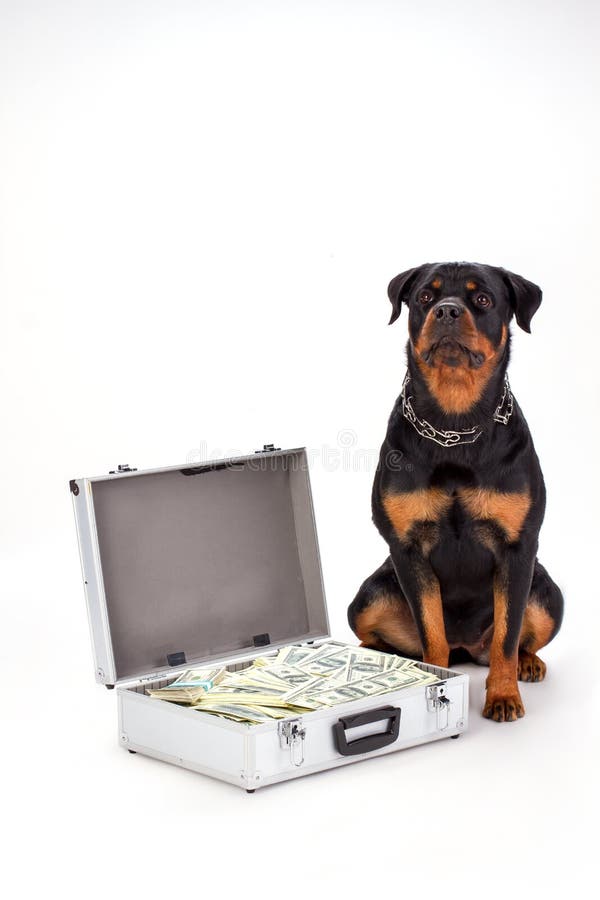 Rottweiler dog and diplomat with dollars. Portrait of young cute rottweiler on sitting near metal case of money isolated on white background. Rottweiler dog and diplomat with dollars. Portrait of young cute rottweiler on sitting near metal case of money isolated on white background.