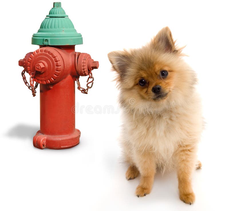 Hund und Hydrant