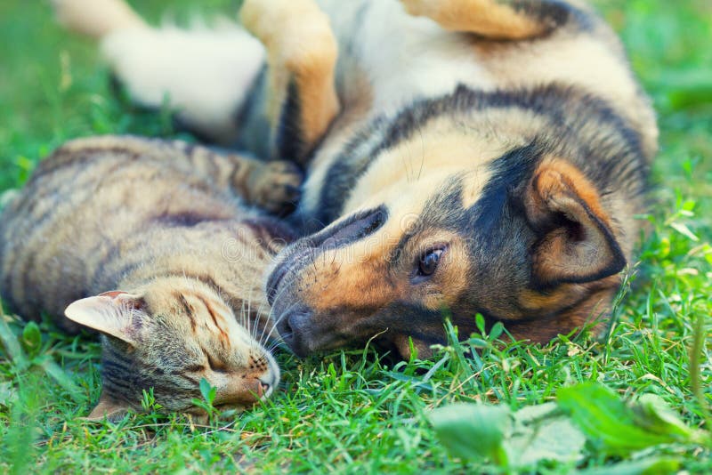 Hund und Katze lizenzfreie stockfotos Hund und Katze lizenzfreie stockfotos