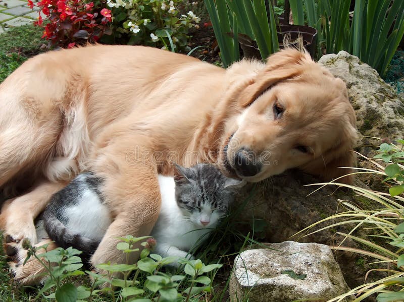Hund und Katze lizenzfreies stockbild Hund und Katze lizenzfreies stockbild