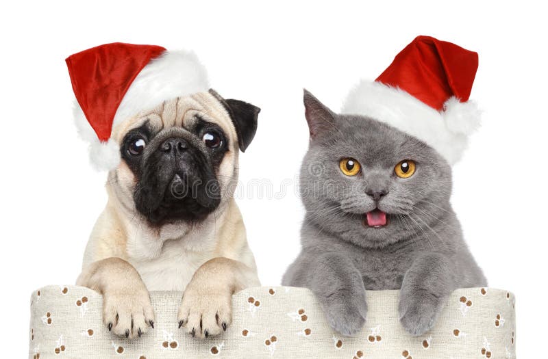 Hund und Katze im roten Weihnachtshut