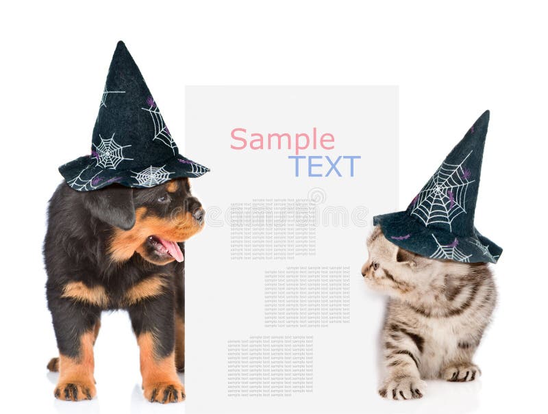 Dog and cat with hats for halloween peeks out from behind the billboard and looking at text. isolated on white background. Dog and cat with hats for halloween peeks out from behind the billboard and looking at text. isolated on white background.