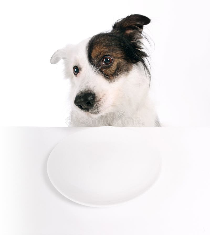 Hund und leere Platte lizenzfreies stockbild