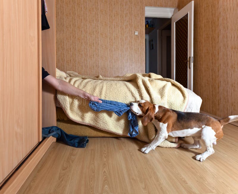 Hund und Liebhaber stockbilder Hund und Liebhaber stockbilder