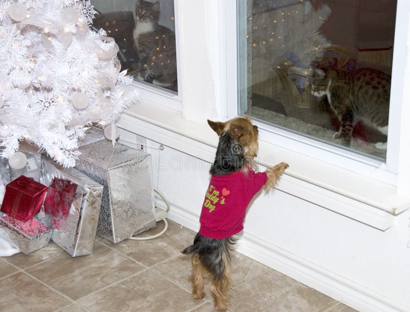 Hund und zwei Katzen am Weihnachtsbaum stockfoto Hund und zwei Katzen am Weihnachtsbaum stockfoto