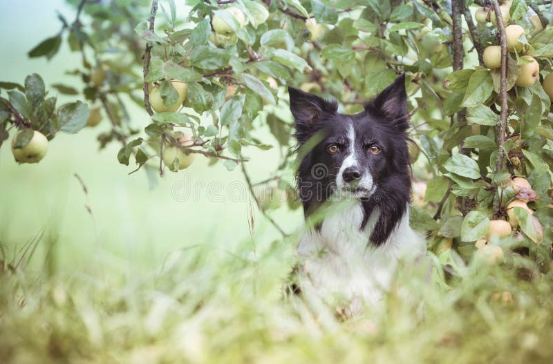 Hund unter dem Apfelbaum Schwarzweiss-Grenze Collie Waiting im Apfelgarten lizenzfreie stockfotos Hund unter dem Apfelbaum Schwarzweiss-Grenze Collie Waiting im Apfelgarten lizenzfreie stockfotos