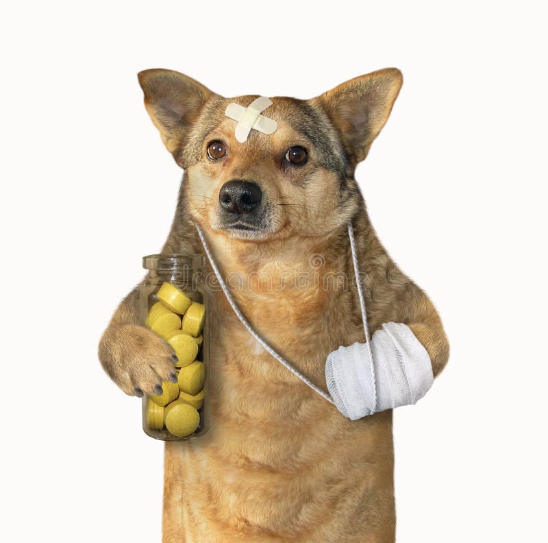Hund verletzte seine Tatze stockbild Hund verletzte seine Tatze stockbild