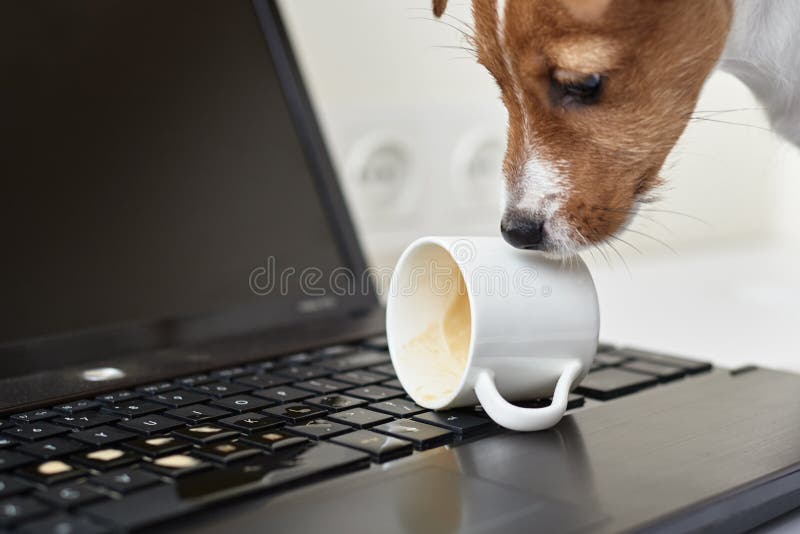 Hund verschüttete Kaffee auf der Laptop-Tastatur Beschädigungseigenschaft von Heimtieren stockfotos Hund verschüttete Kaffee auf der Laptop-Tastatur Beschädigungseigenschaft von Heimtieren stockfotos