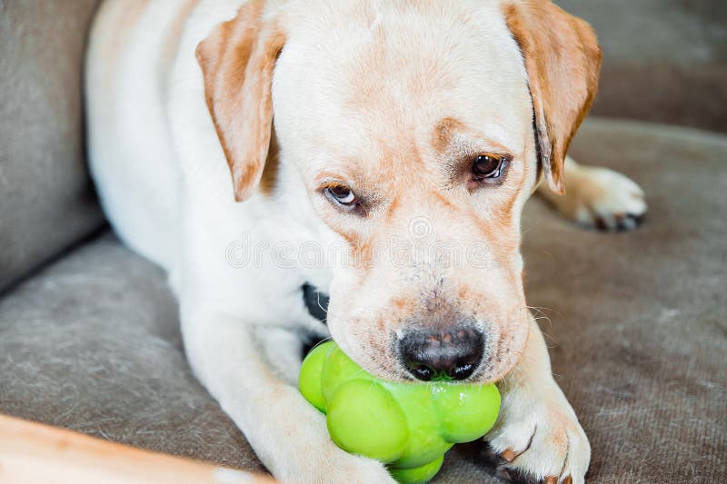 LabradorHund, Der Spielzeug Kaut Stockbild Bild von canis