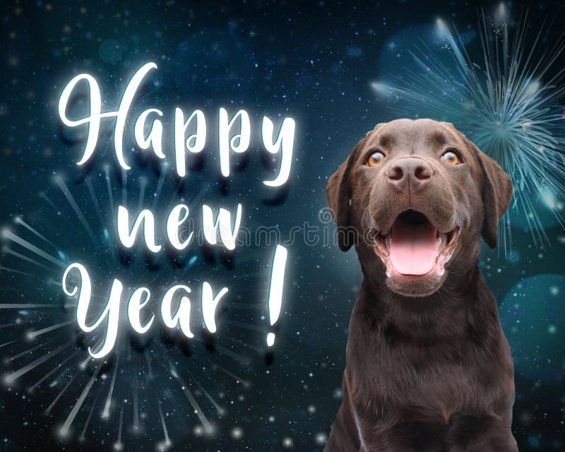Hund wünscht Ihnen ein guten Rutsch ins Neue Jahr für 2019 mit dunkelblauem Feuerwerkshintergrund stockfoto Hund wünscht Ihnen ein guten Rutsch ins Neue Jahr für 2019 mit dunkelblauem Feuerwerkshintergrund stockfoto