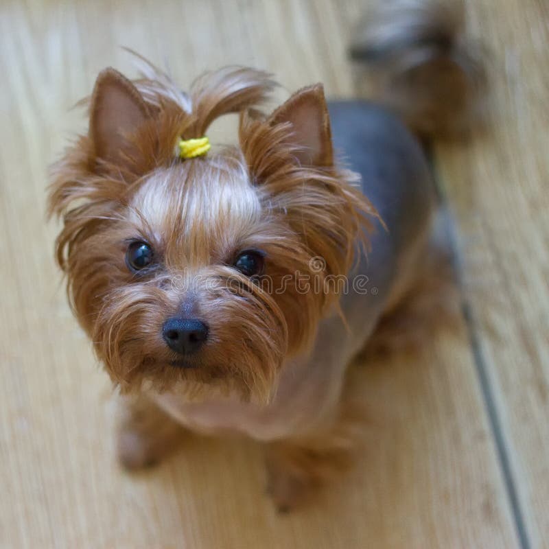 Hund Yorkshire Terrier royaltyfri fotografi Hund Yorkshire Terrier royaltyfri fotografi
