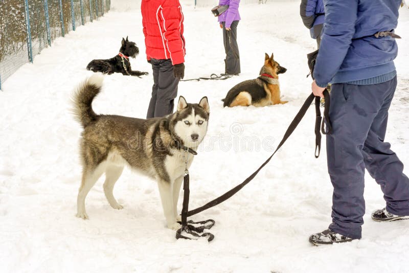 hundar royaltyfria bilder hundar royaltyfria bilder