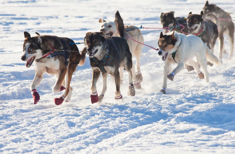 Team of enthusiastic sled dogs pulling hard to win the sledding race. Team of enthusiastic sled dogs pulling hard to win the sledding race.