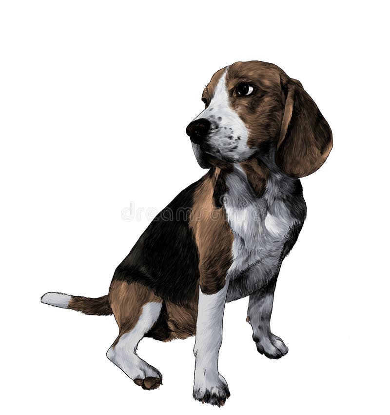 Hundavelbeagle som sitter full längd och från sidan ser