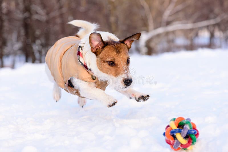 Hundbanhoppning på en leksak royaltyfri foto Hundbanhoppning på en leksak royaltyfri foto