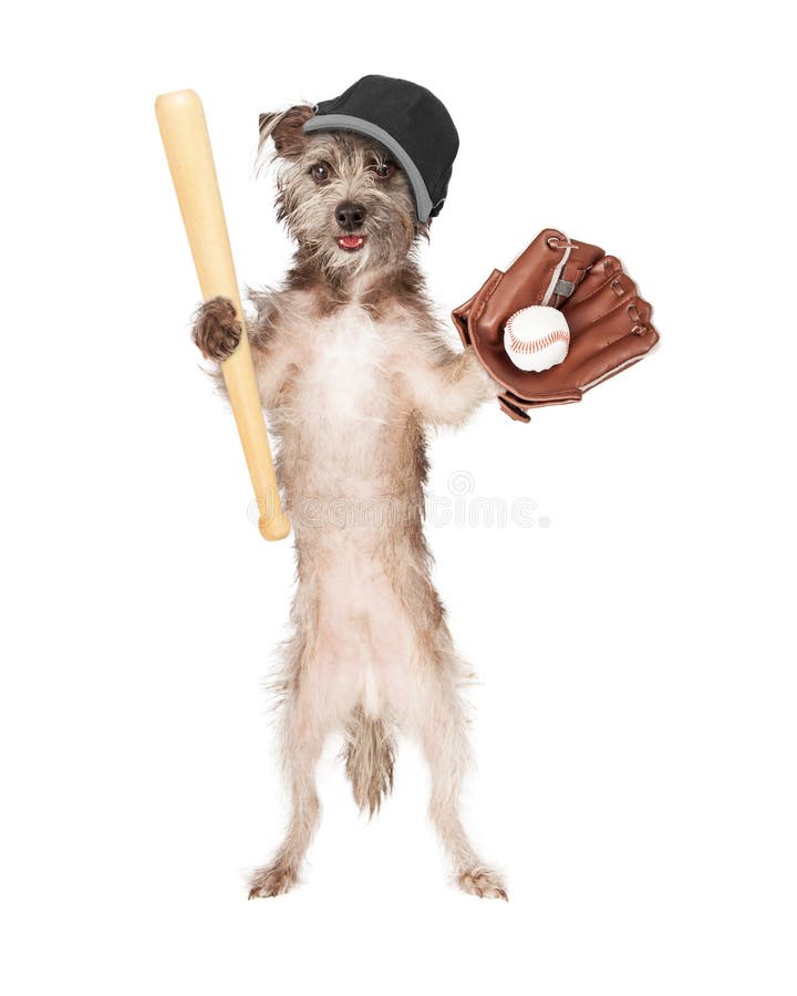 Hundbasebollspelare arkivfoton Hundbasebollspelare arkivfoton