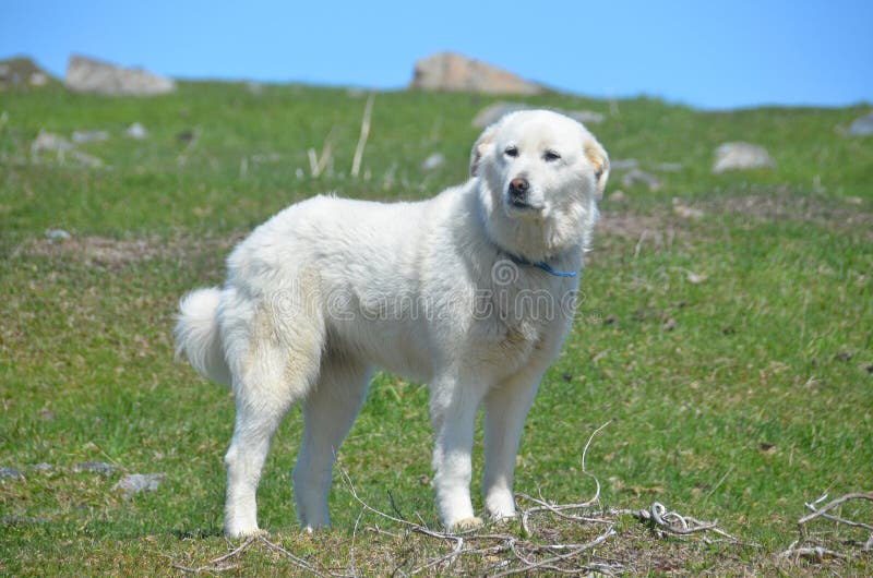 Pyrenean Mountain Dog, known as the Great Pyrenees in North America, is a large breed of dog used as a livestock guardian dog. Pyrenean Mountain Dog, known as the Great Pyrenees in North America, is a large breed of dog used as a livestock guardian dog.