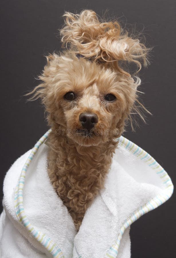hundbrunnsort arkivfoto hundbrunnsort arkivfoto