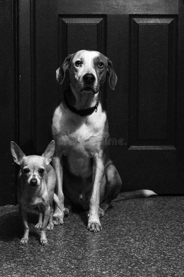 Hundbröder royaltyfri bild Hundbröder royaltyfri bild