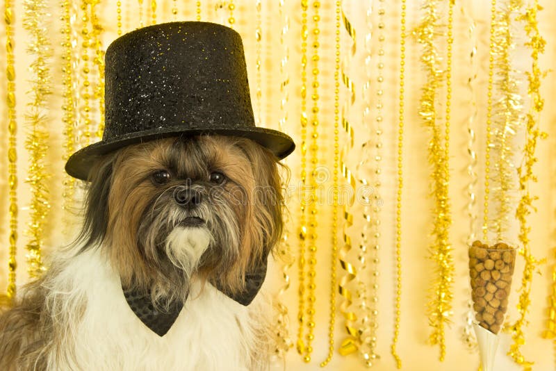 hunddeltagare royaltyfri foto hunddeltagare royaltyfri foto
