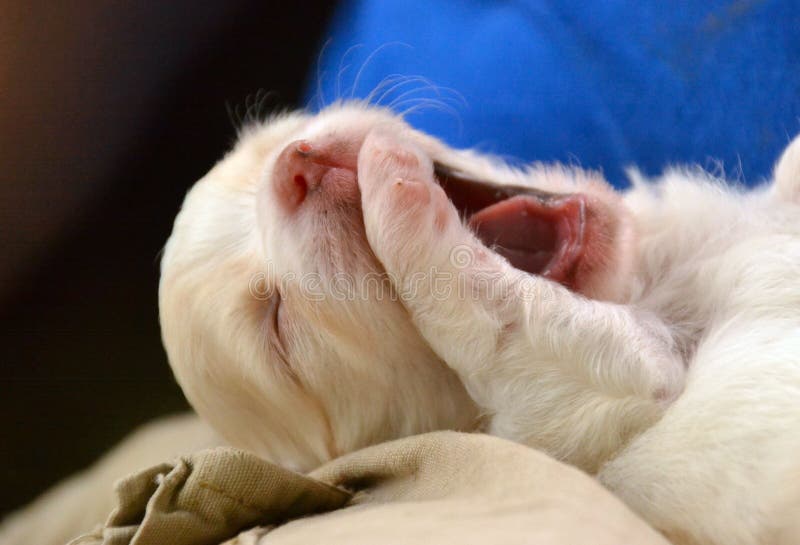 Hunde lizenzfreies stockbild