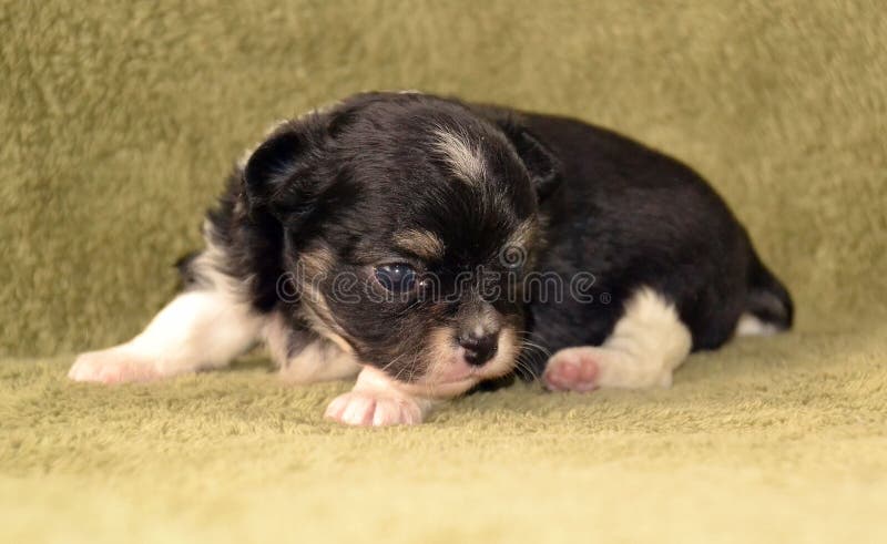 Hunde stockfoto