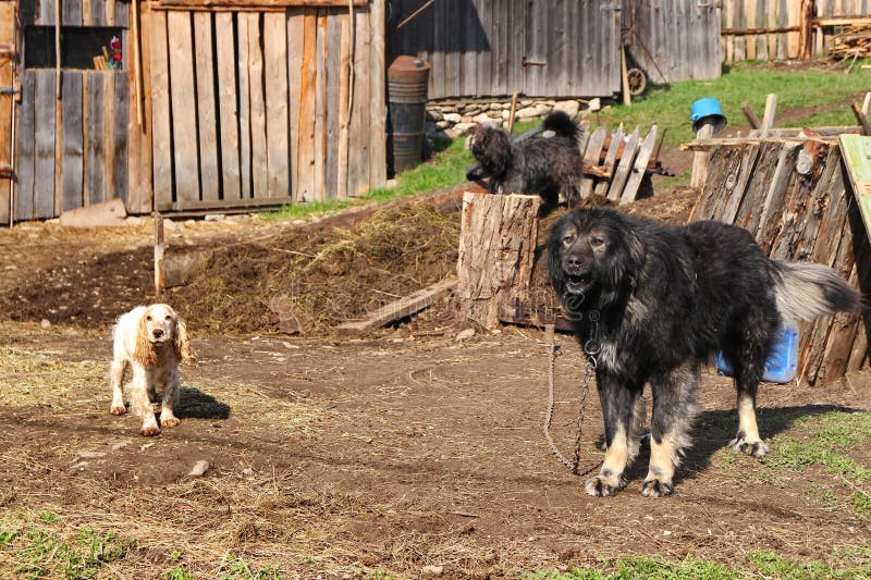 Hunde auf dem Bauernhof stockbild. Bild von verärgert 56321781
