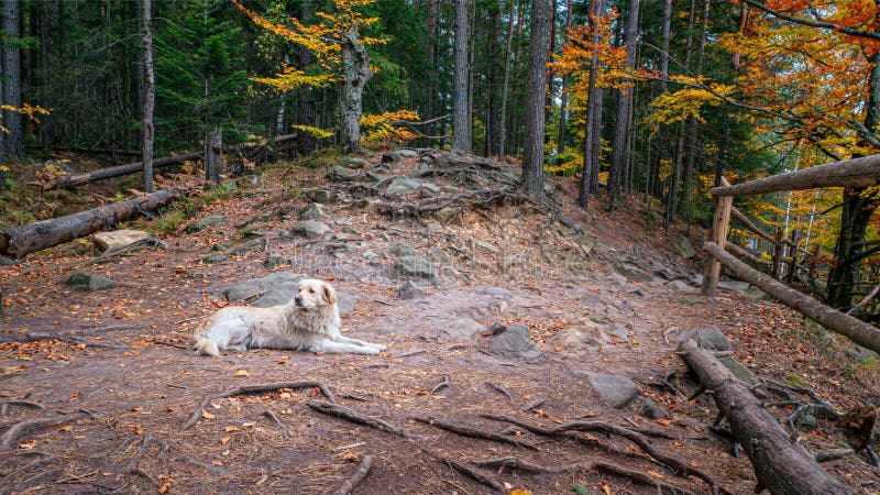 Hunde auf Wanderweg im Herbstwald stockfoto Hunde auf Wanderweg im Herbstwald stockfoto