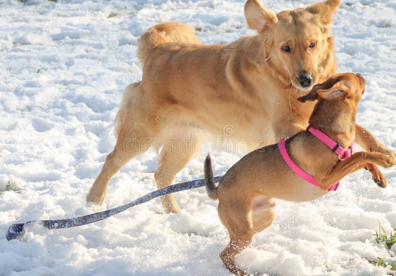 Hunde, Die Im Schnee Spielen Stockbild Bild von zwei, haustier 48457313