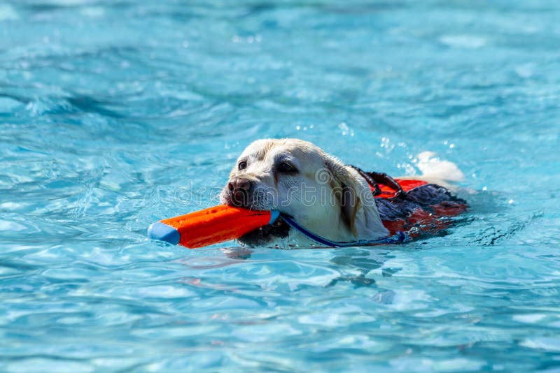 Hunde, Die öffentlich Pool Schwimmen Stockfoto Bild von pool
