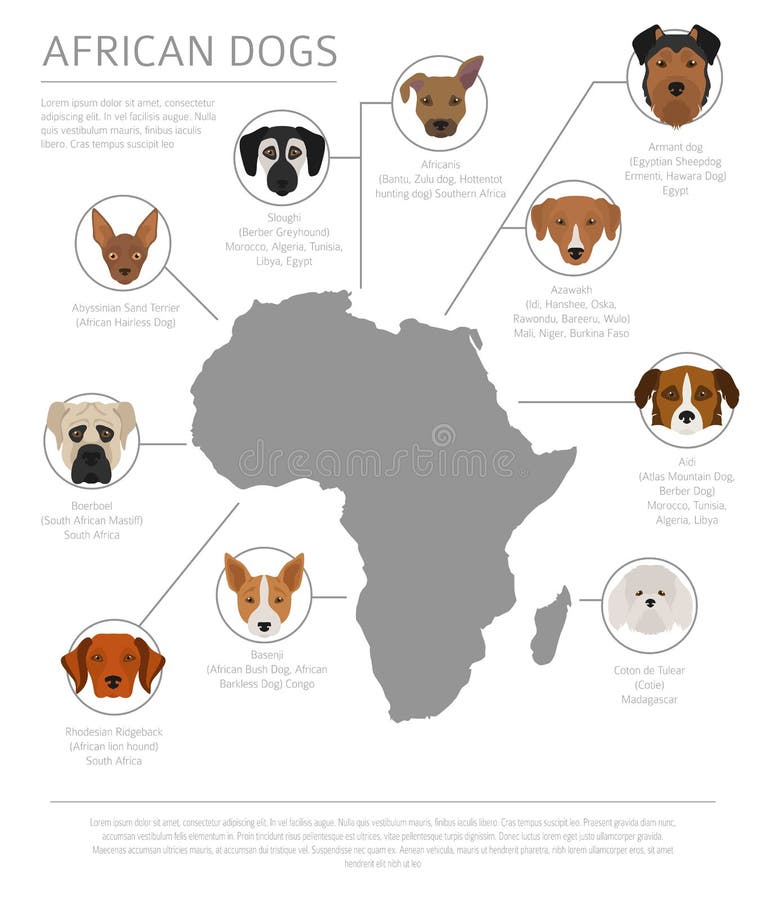 Hunde durch Ursprungsland Afrikanische Hunderassen Infographic-templ vektor abbildung Hunde durch Ursprungsland Afrikanische Hunderassen Infographic-templ vektor abbildung