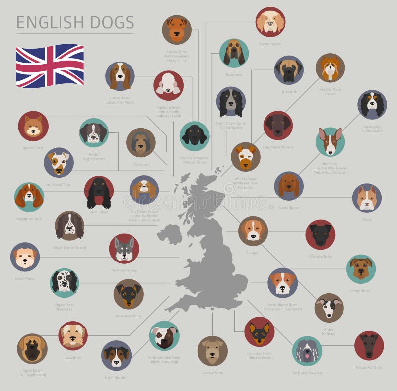 Hunde durch Ursprungsland Englische Hunderassen Infographic-templ lizenzfreie abbildung Hunde durch Ursprungsland Englische Hunderassen Infographic-templ lizenzfreie abbildung