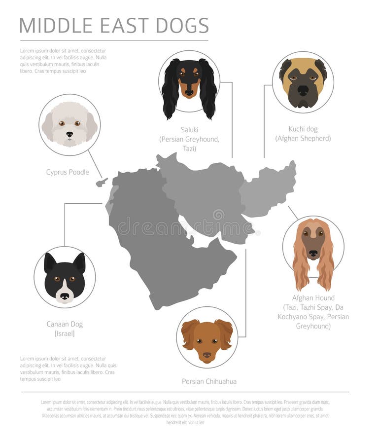Hunde durch Ursprungsland Hunderassen des Nahen Ostens, persische Hunde I lizenzfreie abbildung Hunde durch Ursprungsland Hunderassen des Nahen Ostens, persische Hunde I lizenzfreie abbildung