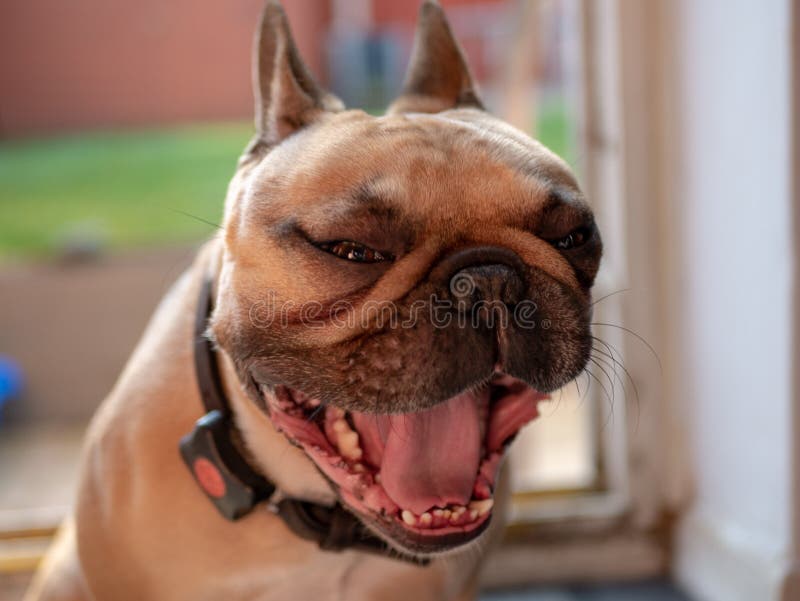 Hunde lachen bei Joke stockfoto. Bild von freundschaft - 161973598