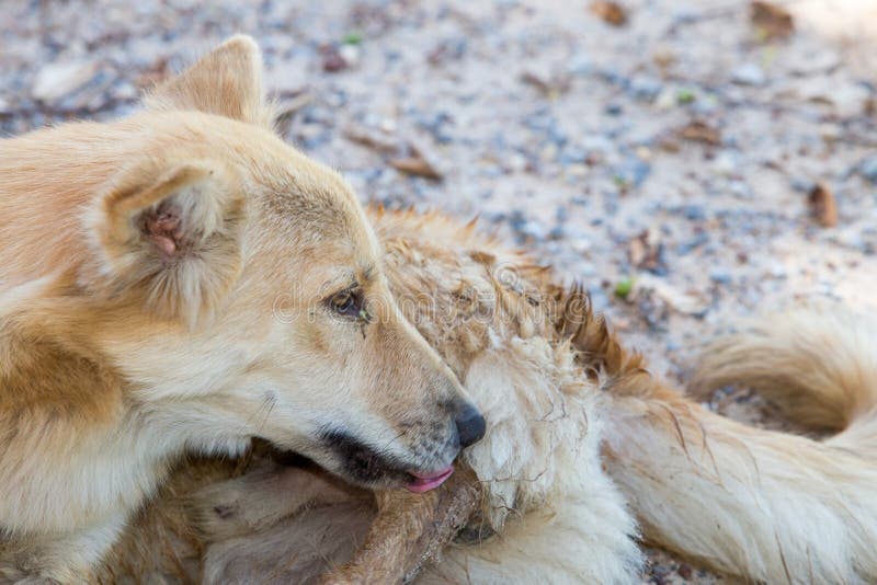 Hunde lecken stockbild. Bild von katzenartig, labor, parasit 81881363
