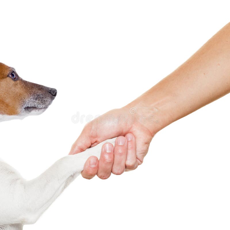 Dog and owner handshaking or shaking hands , dog with paw and looking up to owner, isolated on white background. Dog and owner handshaking or shaking hands , dog with paw and looking up to owner, isolated on white background