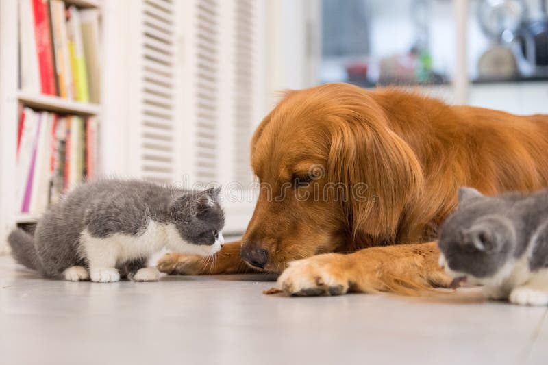 hunde und katzen schmiegen sich zusammen an stockbild
