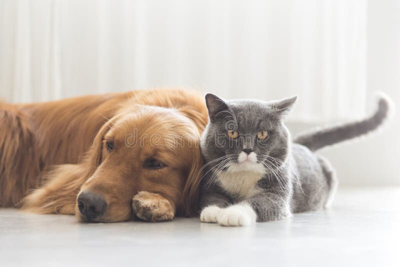 hunde und katzen schmiegen sich zusammen an stockfoto
