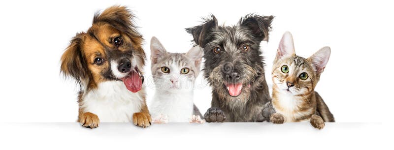 Hunde-und Katzen-Tatzen über Website-Fahne