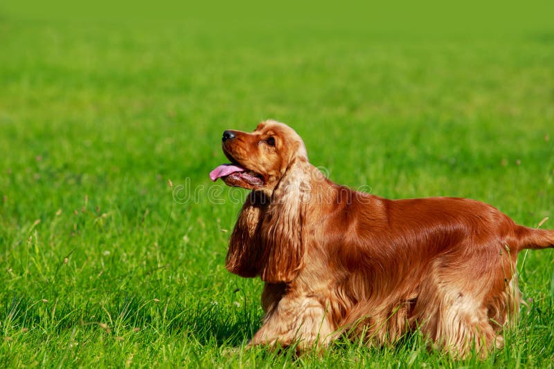 Hunde züchten englischen Cocker spaniel stockbild Hunde züchten englischen Cocker spaniel stockbild