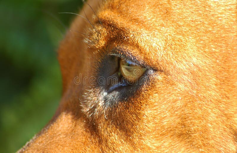A closeup of an alert beautiful eye of a Rhodesian Ridgeback hound dog watching other dogs in sunshine in the park outdoors. A closeup of an alert beautiful eye of a Rhodesian Ridgeback hound dog watching other dogs in sunshine in the park outdoors